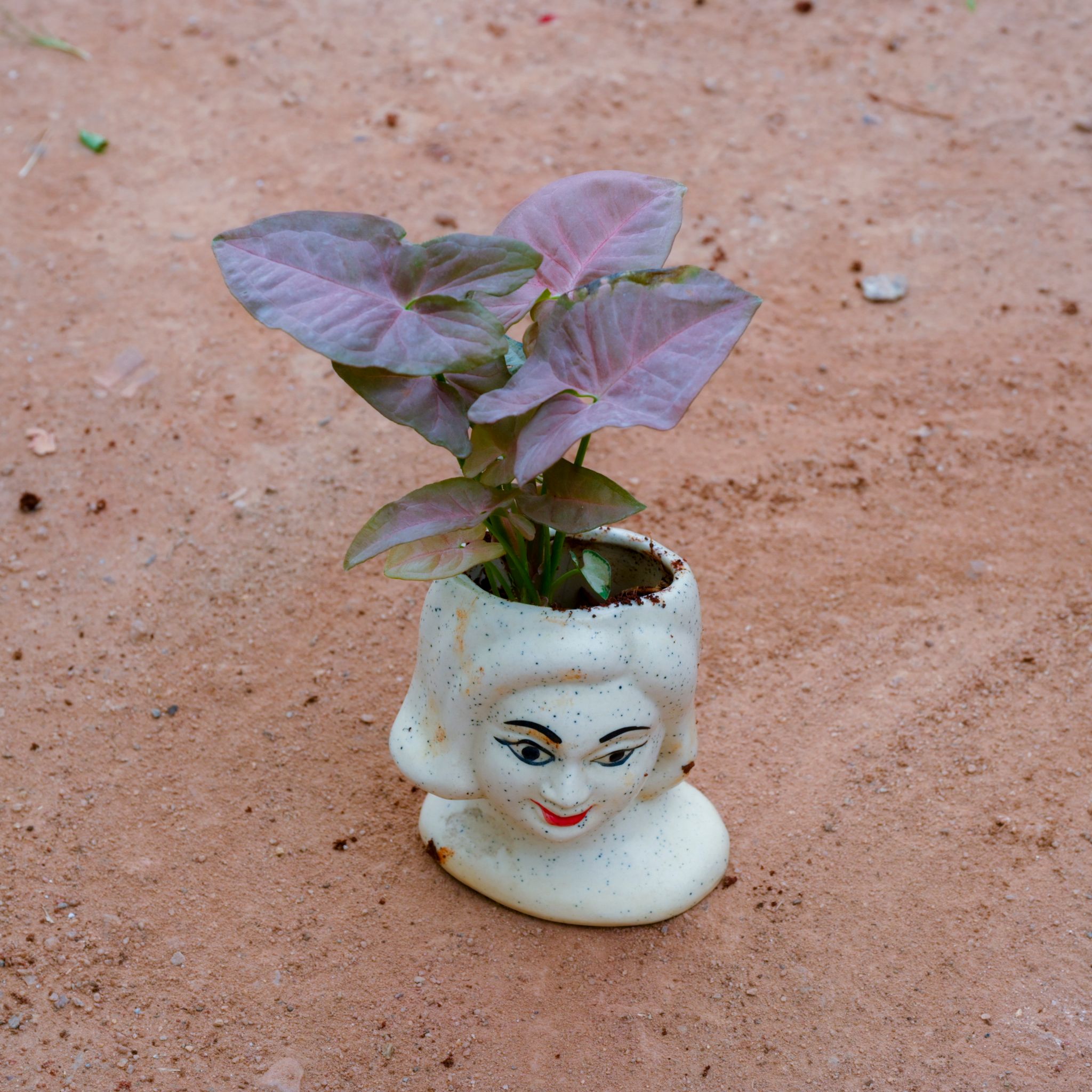 Gift Ready - Syngonium Pink in 4 Inch White Lady Face Ceramic Pot