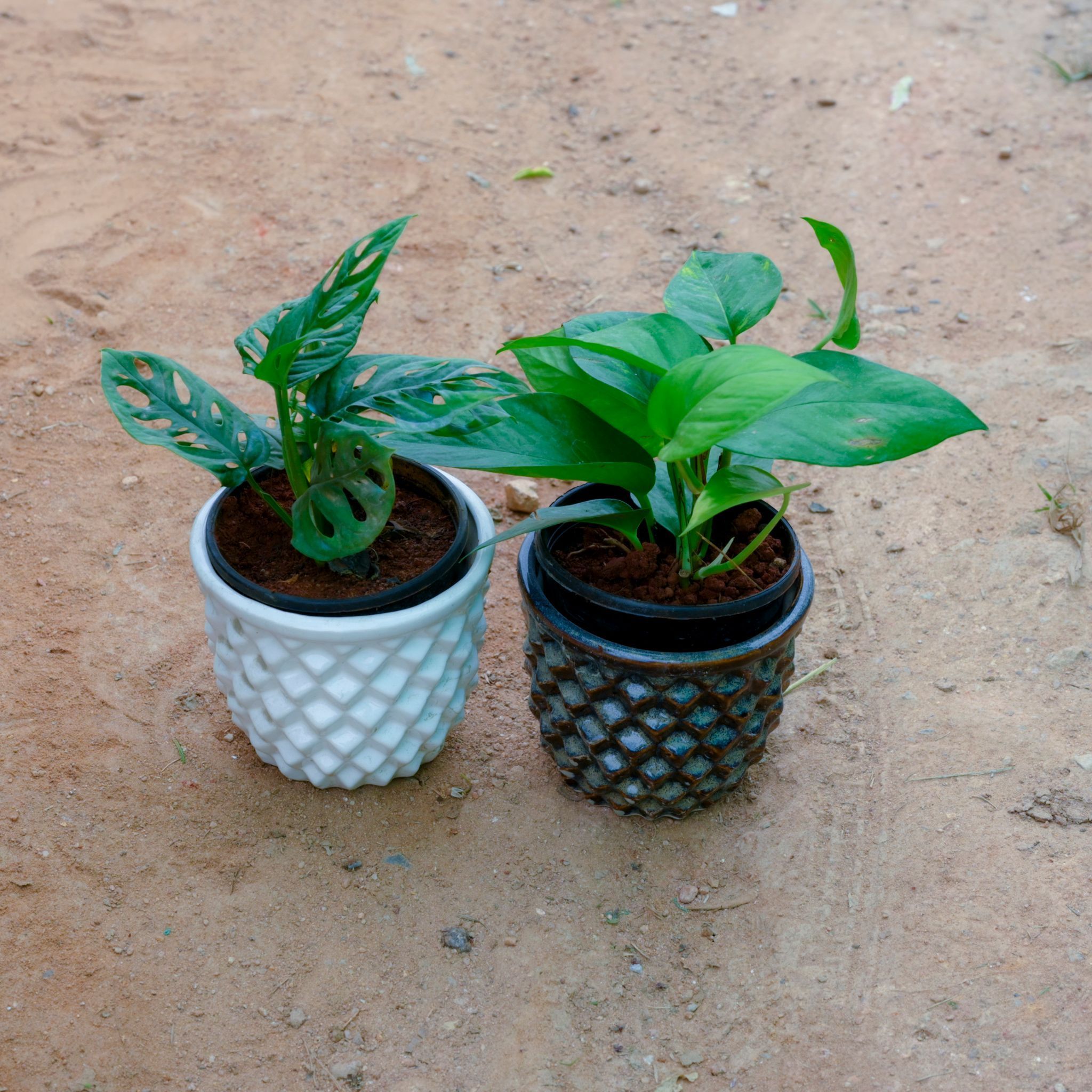 Set Of 2 - Money Plant Green & Monstera Broken Heart in 4 Inch Pineapple Designer Ceramic Pot (Any Colour)