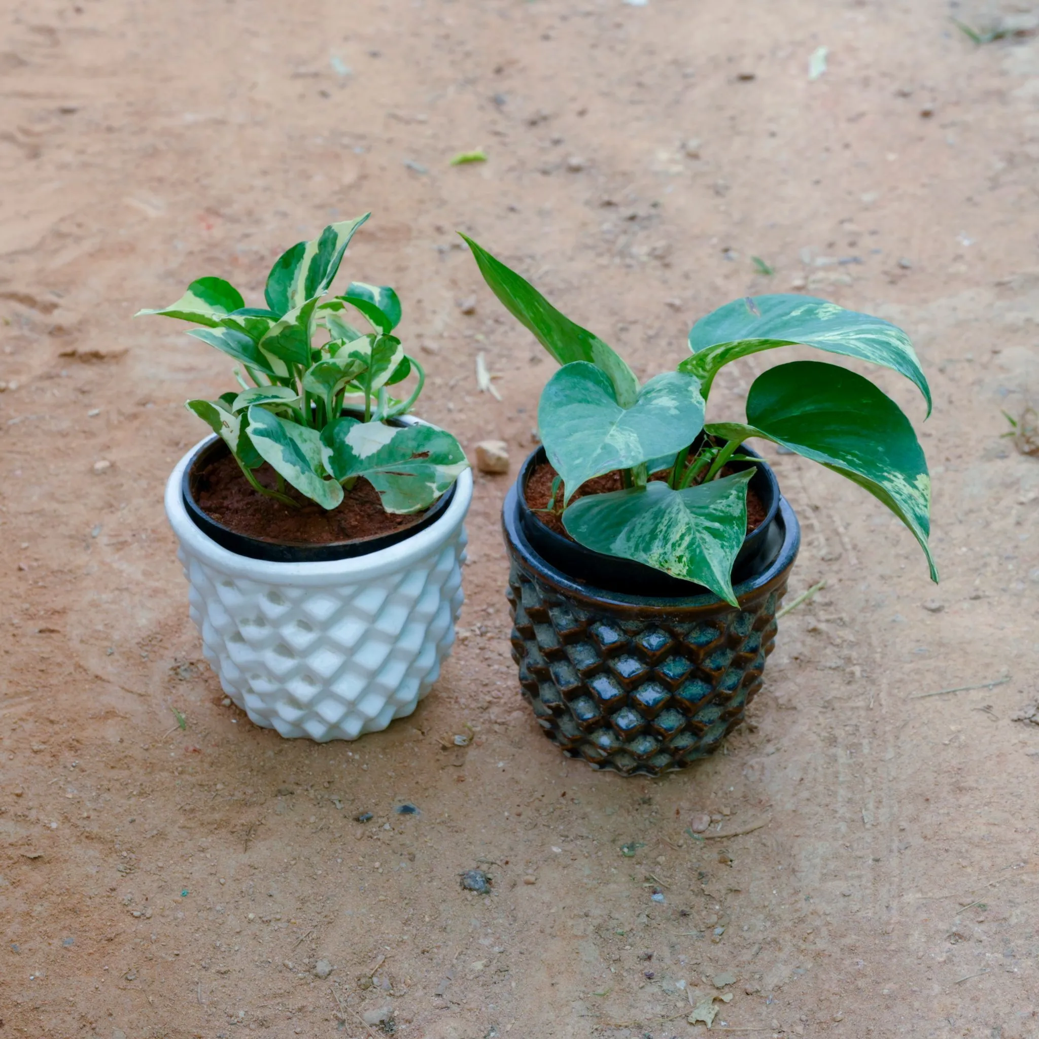 Set Of 2 - Money Plant Green & Marble in 4 Inch Pineapple Designer Ceramic Pot (Any Colour)