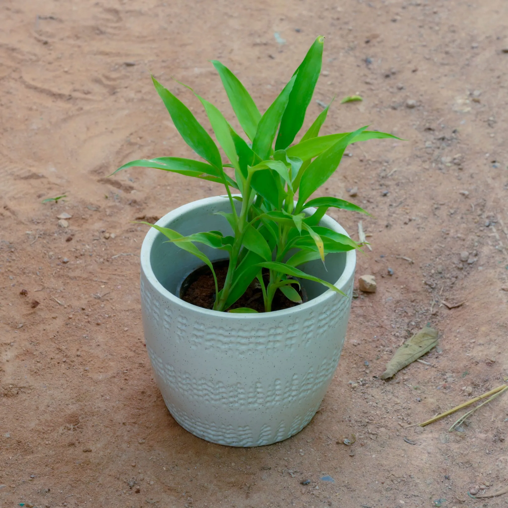 Lucky Bamboo Golden in 7 Inch White Cup Designer Ceramic Pot (Any Design)