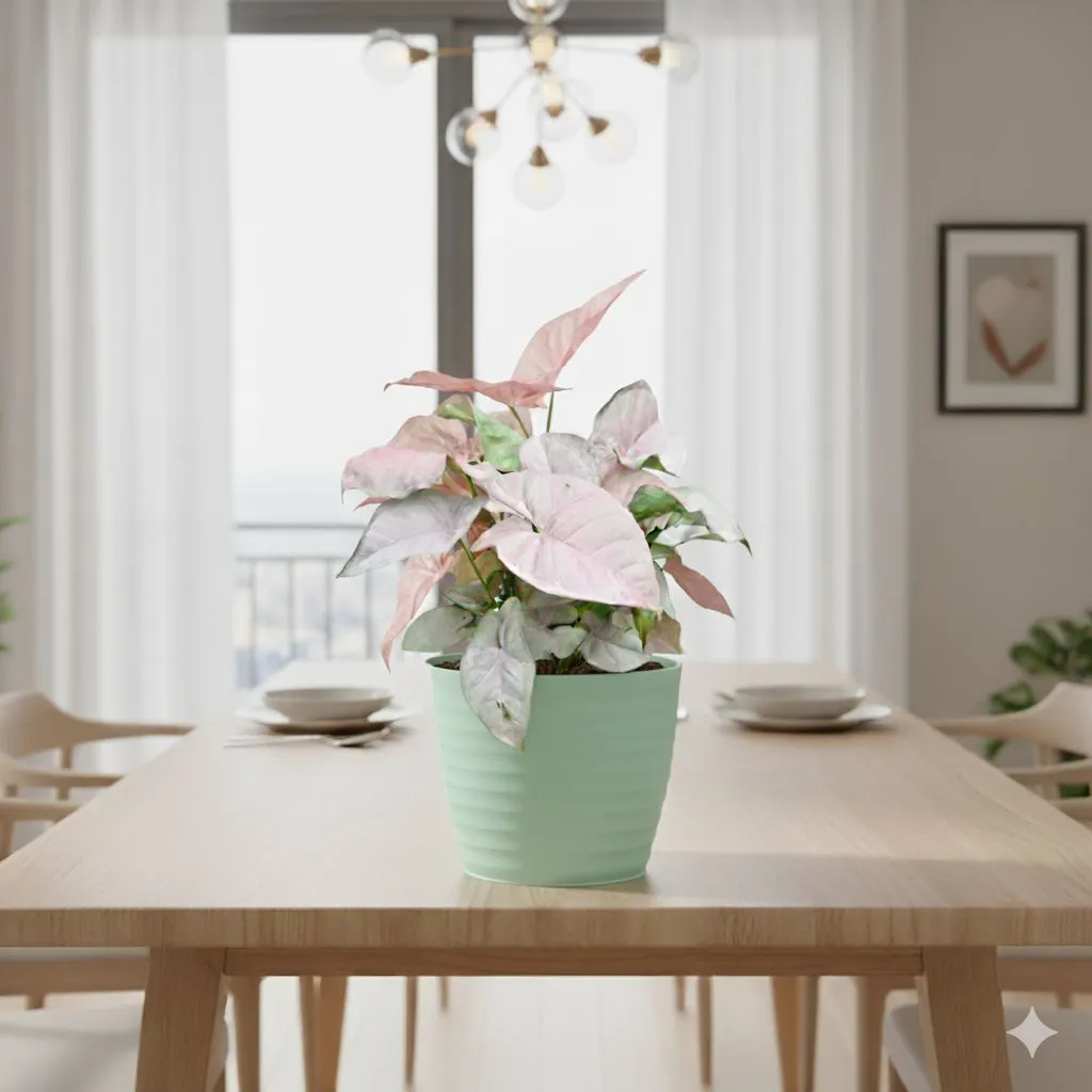 Syngonium Pink in 5 Inch Pastel Green Avora Premium Plastic Planter