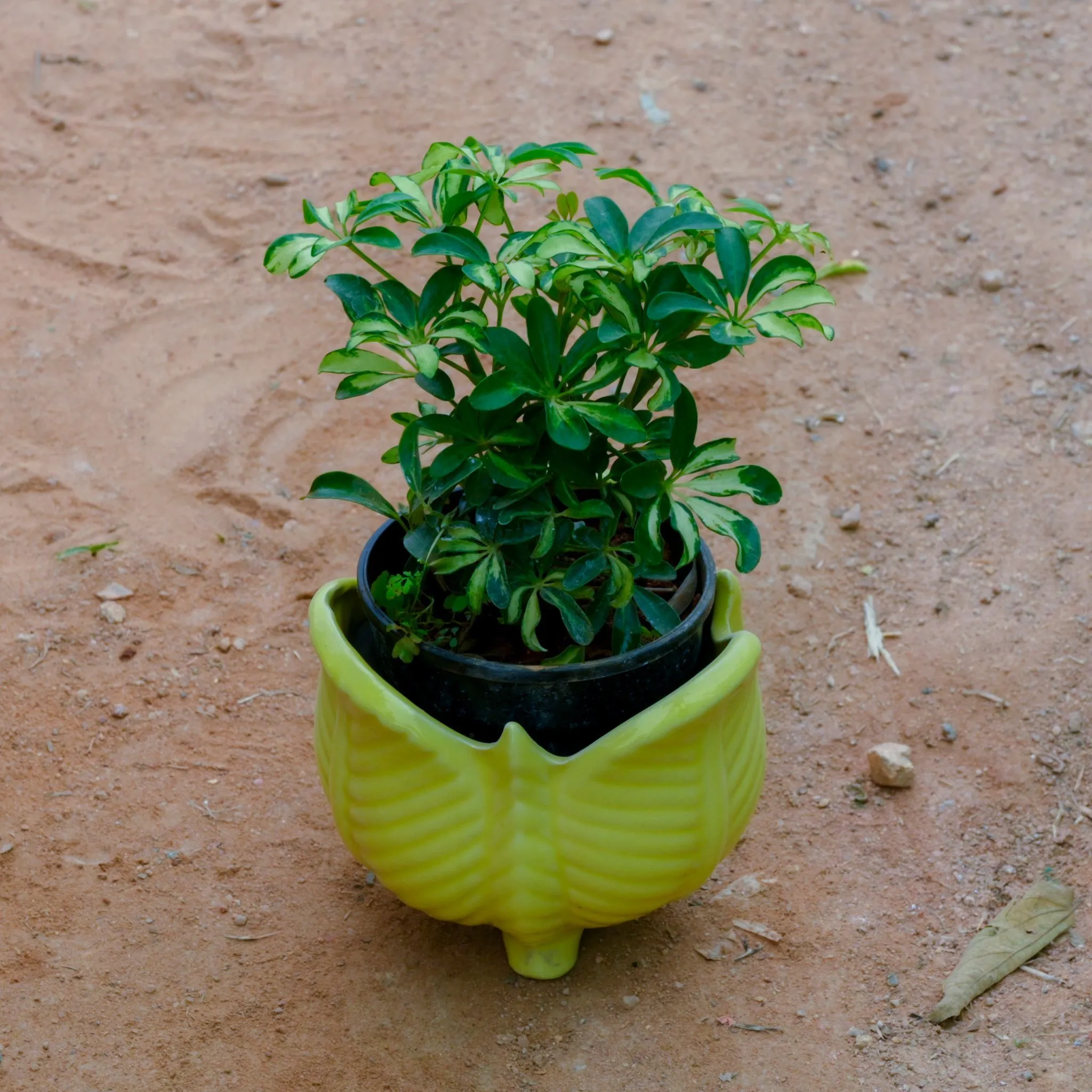 Gift Ready - Schefflera Green Dwarf in 5 Inch Yellow Leg Designer Ceramic Pot (Any Design)