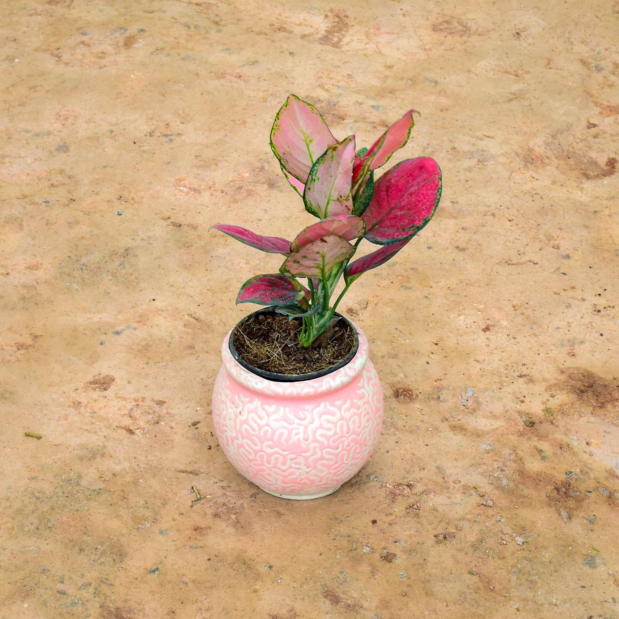 Aglaonema Pink Dalmatian in 6 Inch Matki Designer Ceramic Pot (any colour) (any design)