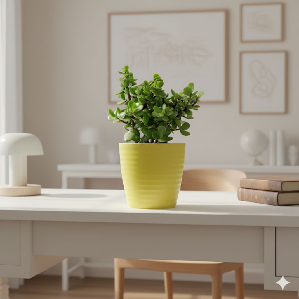 Lucky for Wealth - Jade Mini / Elephant Bush  in 5 Inch Bloom Yellow Avora Premium Plastic Planter