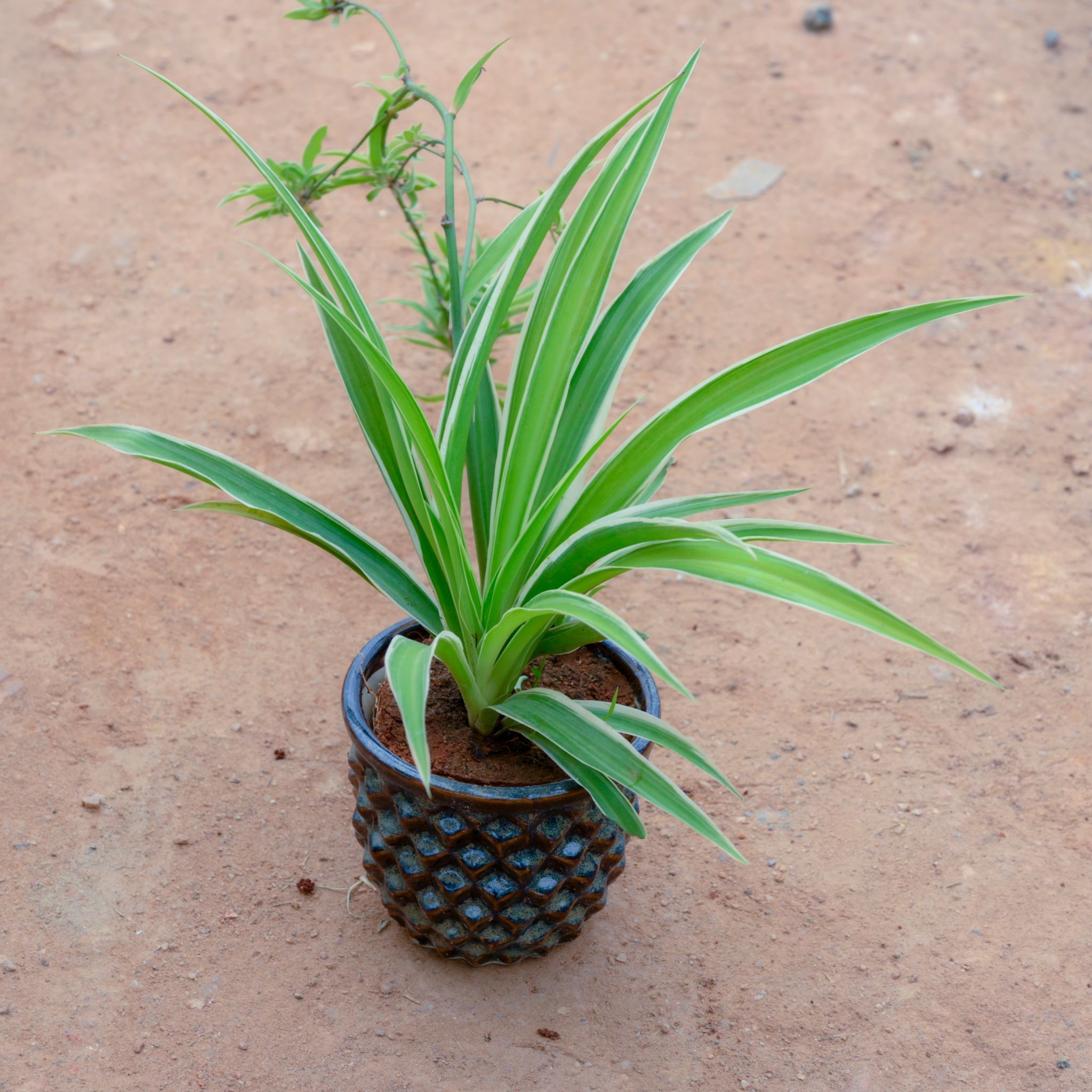 Gift Ready - Spider in 4 Inch Pineapple Designer Ceramic Pot (Any Colour) With a Chic Bag