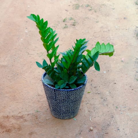 Zz Green in 8 Inch Blue Balti Designer Ceramic Pot (Any Design)