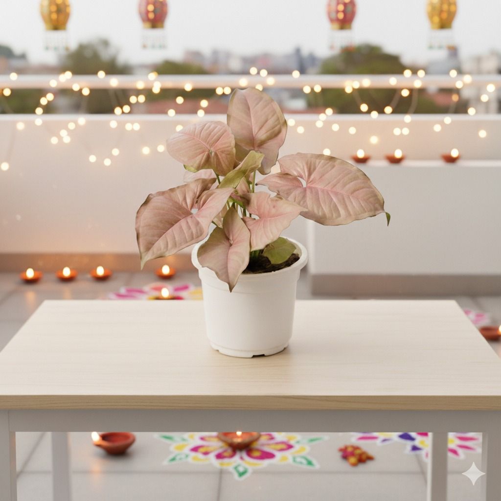 Syngonium Pink in 4 Inch Nursery Pot