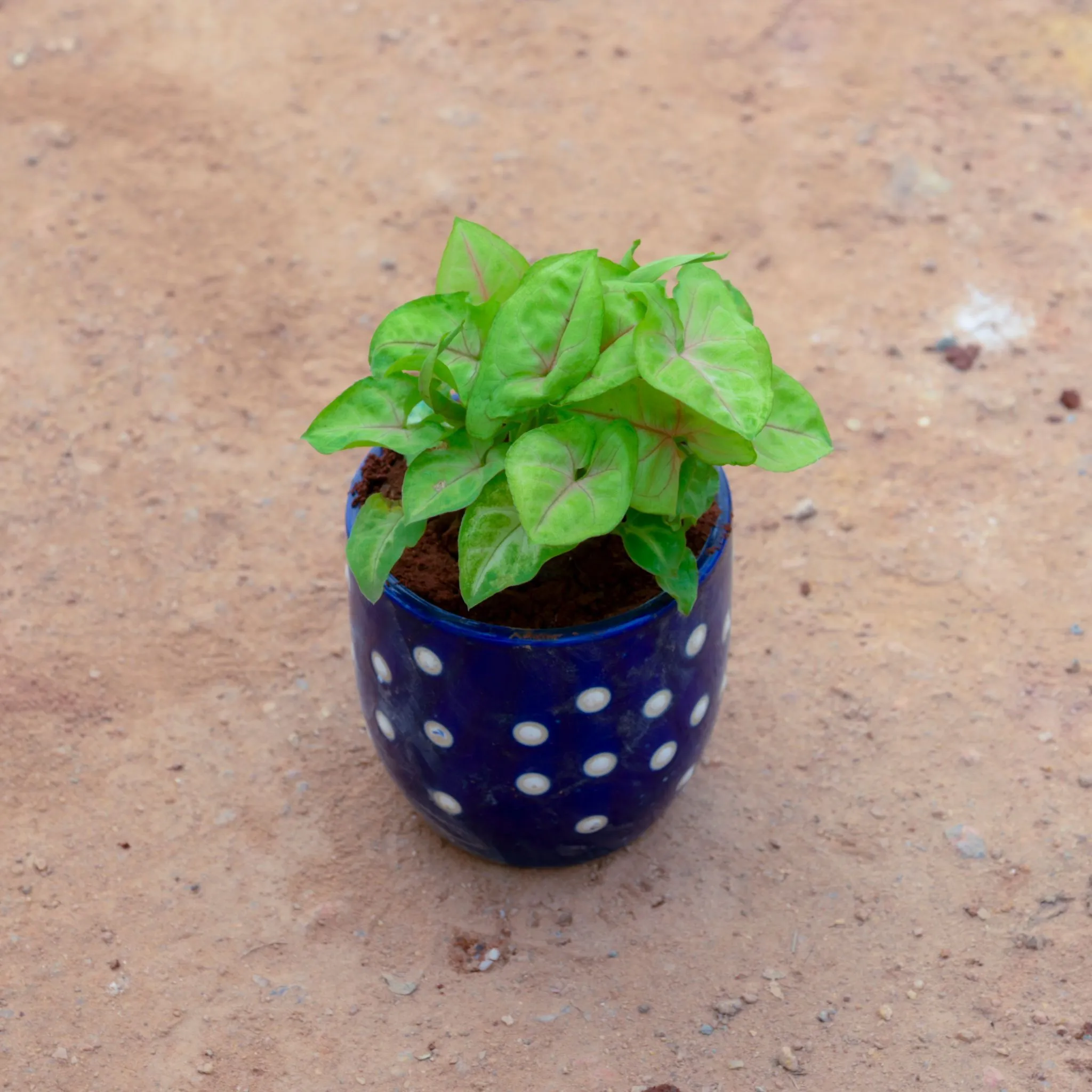 Gift Ready - Syngonium Green in 5 Inch Blue Cup Designer Ceramic Pot (Any Design)