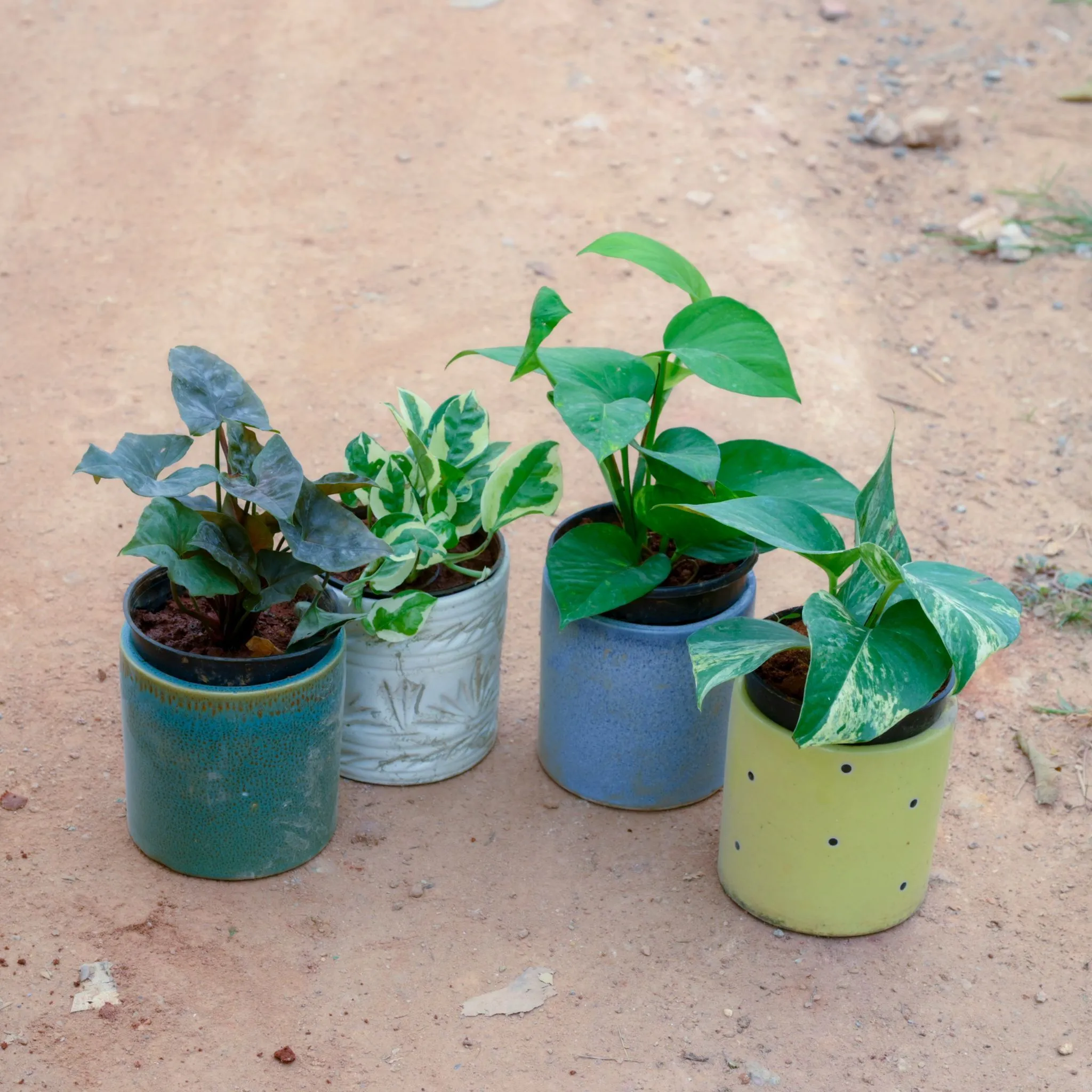 Set Of 4 - Money Plant Green, White, Marble & Syngonium Black in 4 Inch Cylindrical Designer Ceramic Pot (Any Design) (Any Colour)