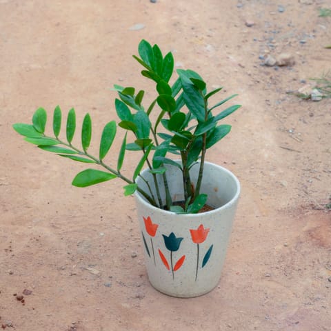 Zz Green in 7 Inch White Balti Designer Ceramic Pot (Any Design)