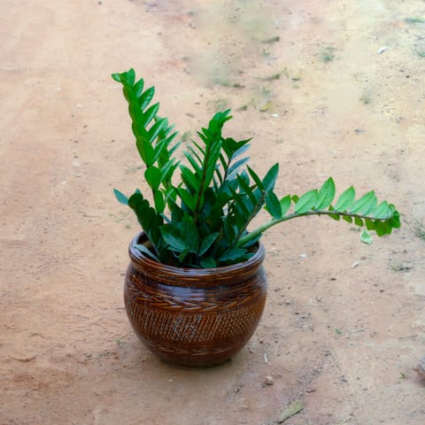Zz Green in 10 Inch Brown Handi Designer Ceramic Pot (Any Design)