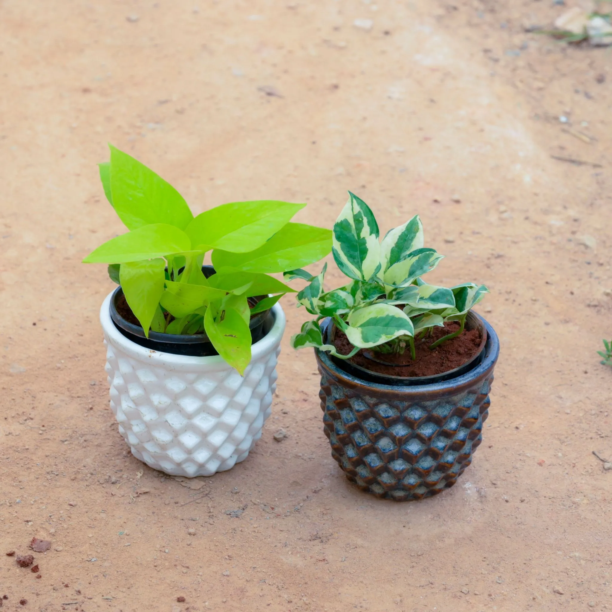 Set Of 2 - Money Plant Golden & Marble in 4 Inch Pineapple Designer Ceramic Pot (Any Colour)