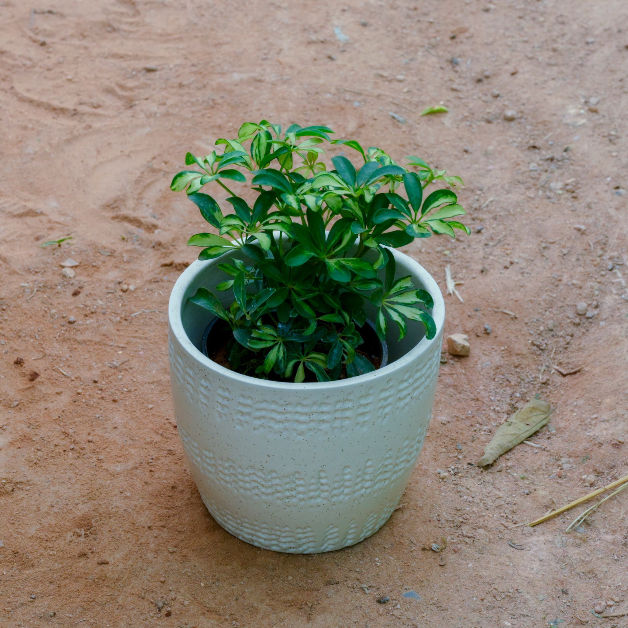 Schefflera Green Dwarf in 7 Inch White Cup Designer Ceramic Pot (Any Design)