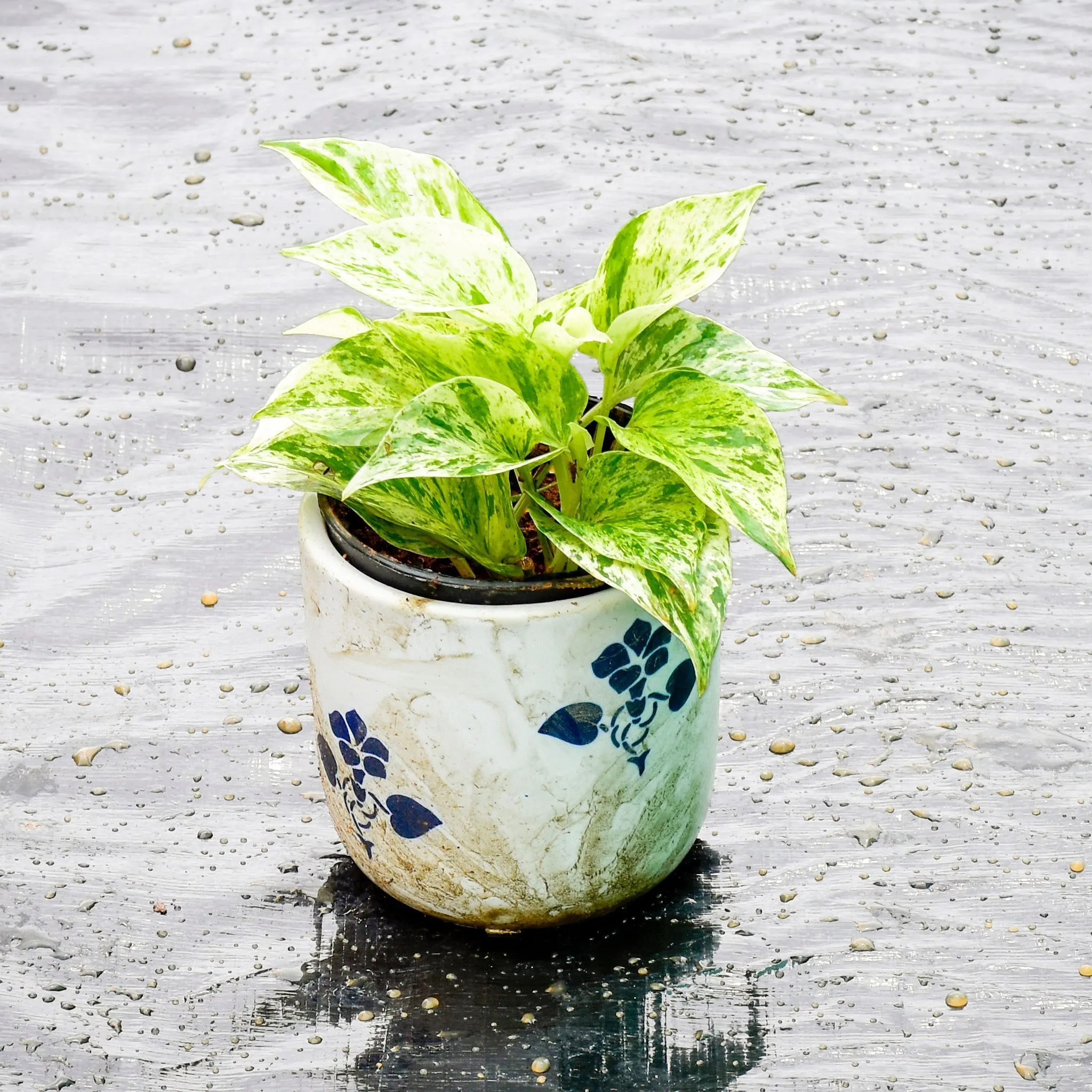 Gift Ready - Money Plant White in 5 Inch Classy White Cylindrical Ceramic Pot (any design)