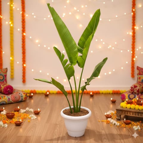 Traveller Palm (2-3 Ft) in 12 Inch White Classy Plastic Pot