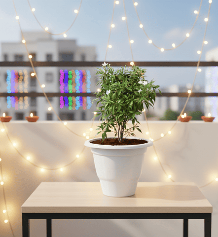 Chandni White in 10 Inch Classy White Plastic Pot