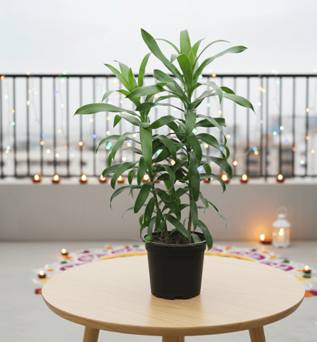 Song of India Green in 6 Inch Nursery Pot