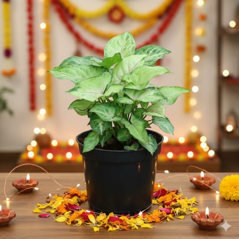 Syngonium Yammi in 5 Inch Nursery Pot