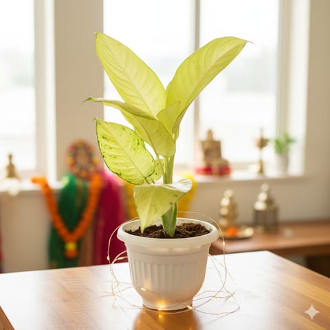 Dieffenbachia Honeydew in 8 Inch White Olive Plastic Pot