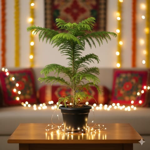 Araucaria / Christmas Tree in 5 Inch Nursery Pot