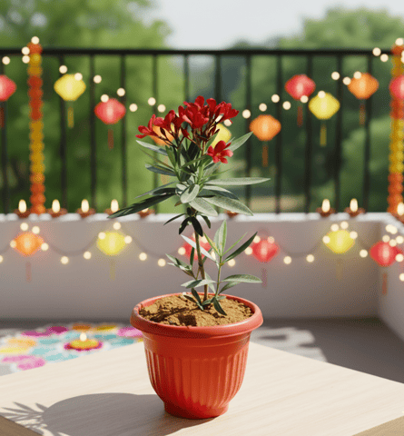 Kaner / Oleander Red in 8 Inch Red Olive Plastic Pot