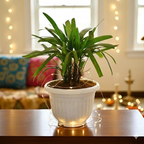 Raphis / Rhaphis Palm in 10 Inch White Olive Plastic Pot