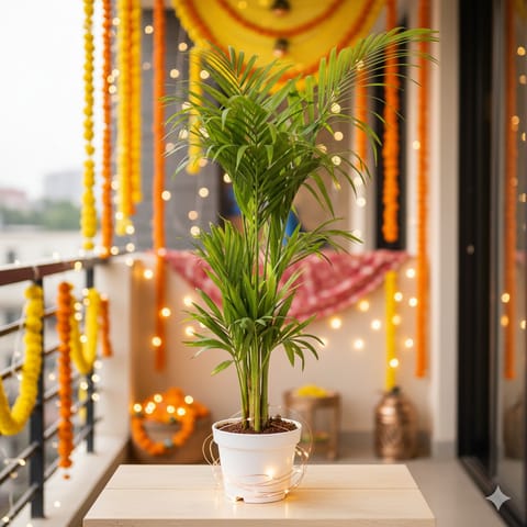 Areca Palm (~ 3Ft) in 8 Inch White Nursery Pot