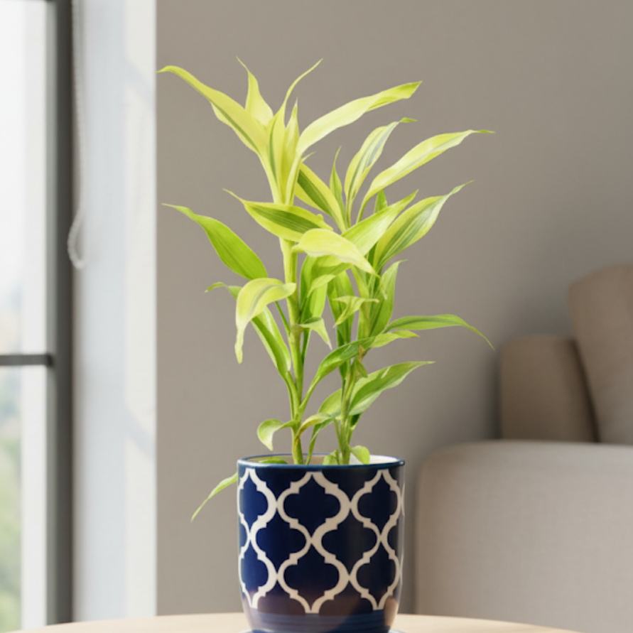 Lucky Bamboo in 4 Inch Blue Moroccan Art Printed Handcrafted Ceramic Pot