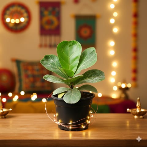 Fiddle Leaf Fig / Ficus Lyrata in 4 Inch Nursery Pot