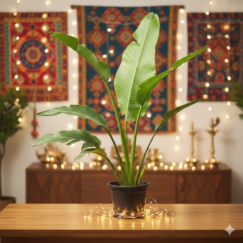 Air Purifying - Traveller Palm in 8 Inch Nursery Pot