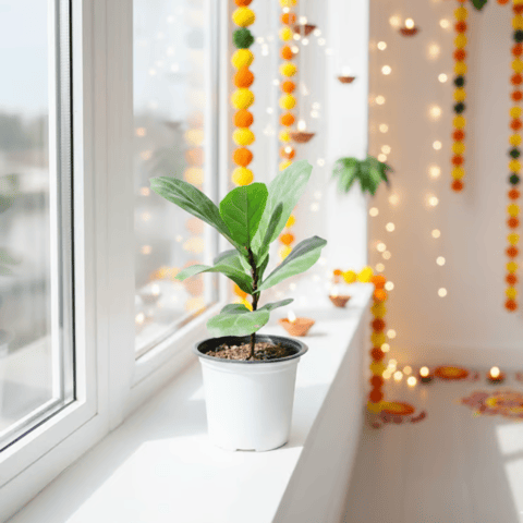 Fiddle Leaf Fig / Ficus Lyrata in 5 Inch Nursery Pot