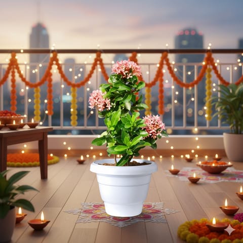 Ixora Chinese Pink (~ 1.5 Ft) in 8 Inch Classy White Plastic Pot