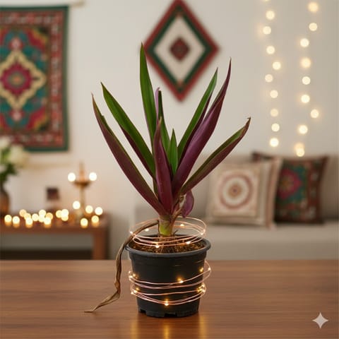 Rhoeo / Durangi Big Leaf in 6 Inch Nursery Pot