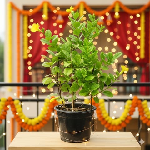 Allamanda Yellow Creeper in 10 Inch Nursery Pot