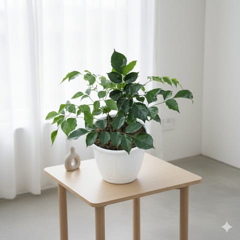 Radermachera / China Doll in 10 Inch Nursery Pot