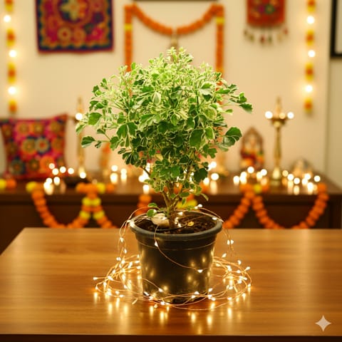 Aralia White in 4 Inch Nursery Pot
