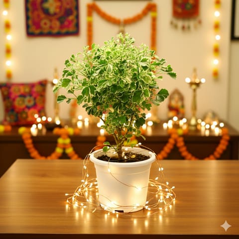Aralia white in 5 Inch White Nursery Pot