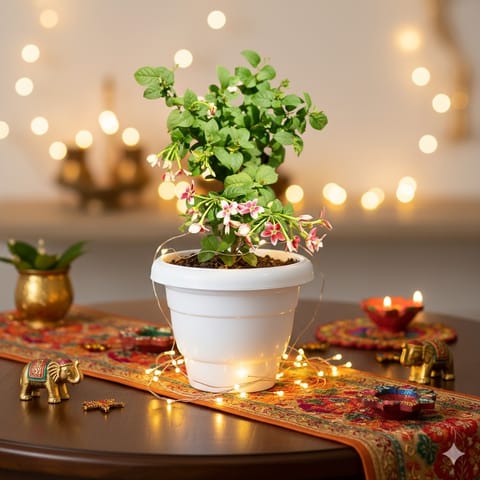 Madhu Malti / Rangoon Creeper in 8 Inch White Classy Plastic Pot
