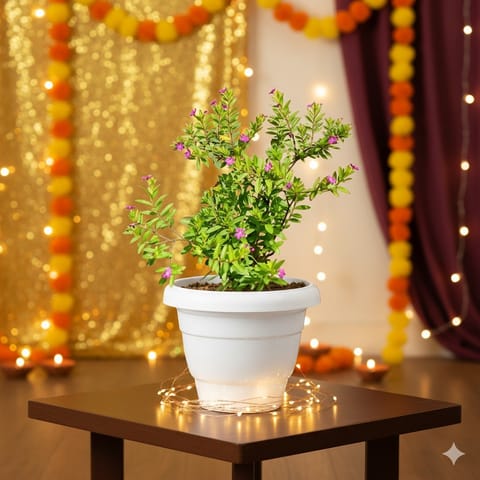 Cuphea (any colour) in 8 Inch White Classy Plastic Pot