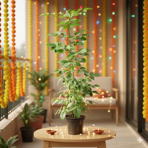 China Doll / Radermachera in 8 Inch Nursery Pot