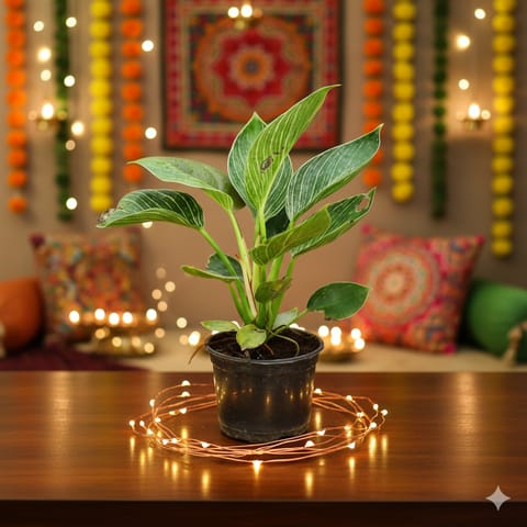 Philodendron Birkin in 5 Inch Nursery Pot