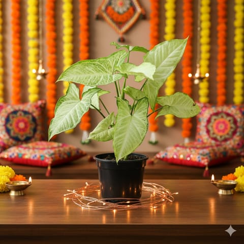 Syngonium Arrow Head in 5 Inch Nursery Pot