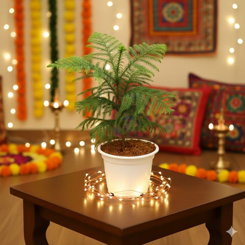 Araucaria / Christmas Tree in 8 Inch White Nursery Pot