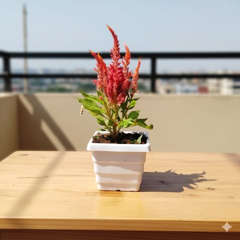 Cockscomb (any colour) in 4 Inch White Premium Orchid Square Plastic Pot