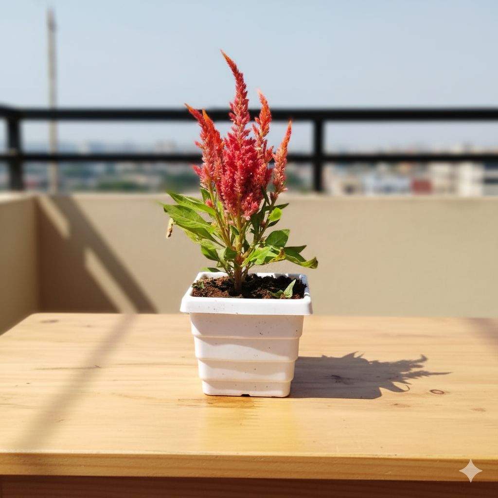 Cockscomb (any colour) in 4 Inch White Premium Orchid Square Plastic Pot