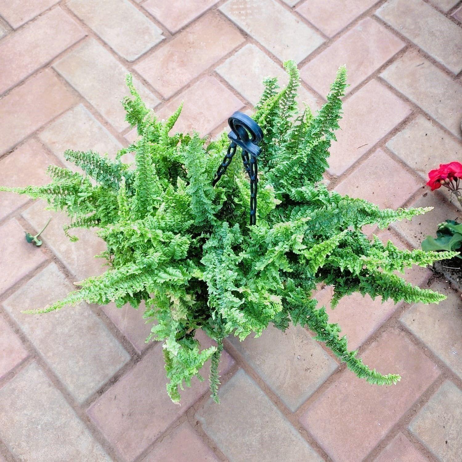 Moss Fern Green in 6 Inch Hanging Pot