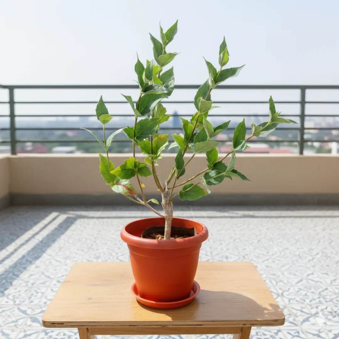 Harsingar / Parijat in 7 inch Classy Red Plastic Pot with Tray