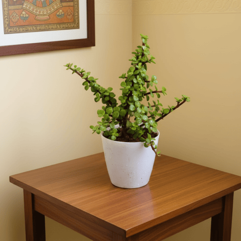 Gift Ready - Jade in 5 Inch White Premium Sphere Plastic Pot With a Chic Bag