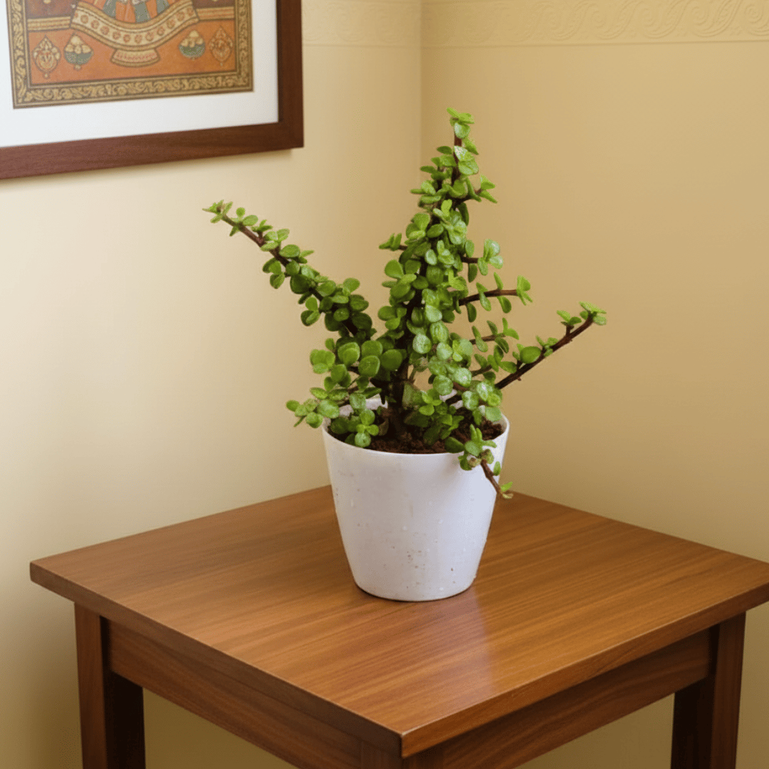 Gift Ready - Jade in 5 Inch White Premium Sphere Plastic Pot With a Chic Bag