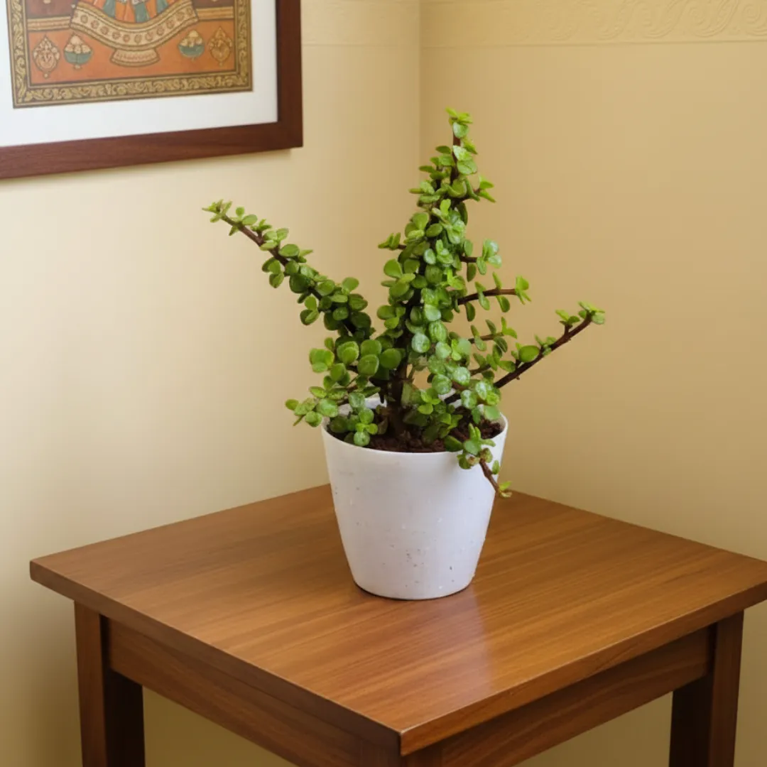 Jade in 5 Inch White Premium Sphere Plastic Pot